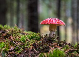Co zrobić z grzybem w aucie?